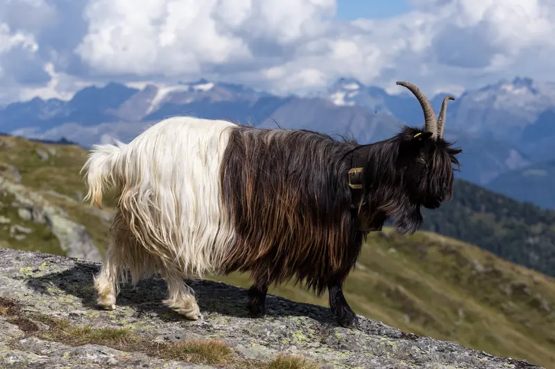 A Valais black-necked goat (Walliser Schwarzhalsziege), the breed herded through Zermatt